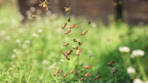 4k 120 fps slow motion of honey bees flying around in sunshine spring nature field with blooming grass flowers