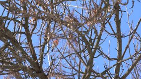 Group of cute small red bullfinch birds sitting on branches of tree covered with snow and eating seeds happily. Sunny winter Christmas landscape