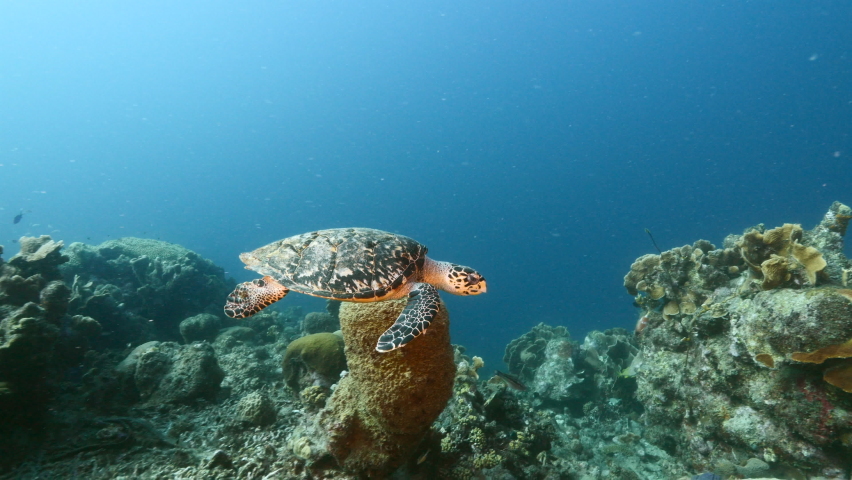 Hawksbill Sea Turtle swim in coral reef of Caribbean Sea, Curacao | Shutterstock HD Video #1067715569
