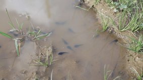 Closeup view stock video footage of muddy puddle and many cute small black tadpoles of frogs swimming in muddy water. Nature of Europe. Ukraine