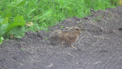 European brown hare grooming on field