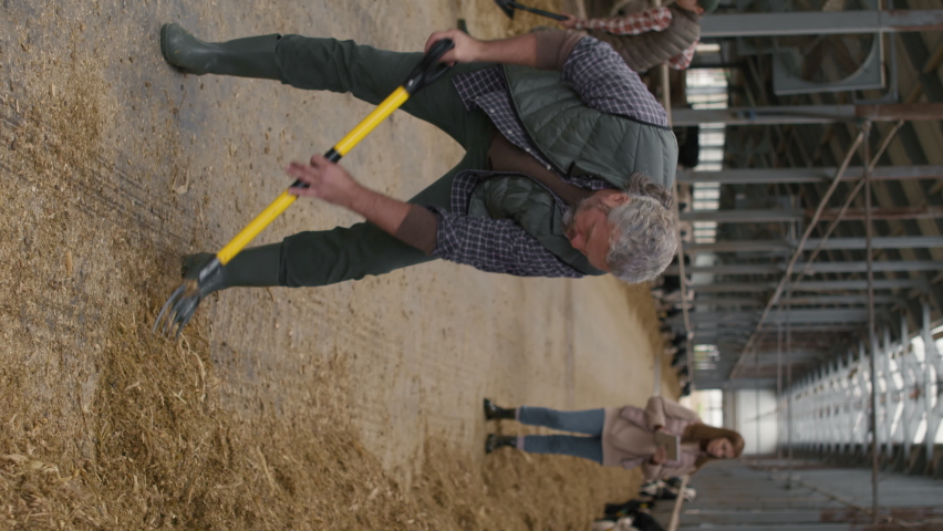 Vertical shot of middle-aged man with grey hair and beard shoveling hay by feedlot at dairy farm. Woman with tablet inspecting cows in background