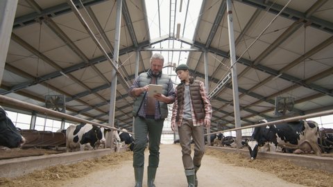 Tracking low angle shot of middle-aged man with grey hair and beard using tablet and walking through dairy farm facility with his teenage son. Herd of cows eating hay in feedlots