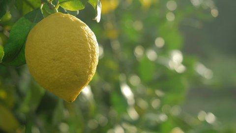 lemon tree, ripe lemons hanging on tree. growing lemons in Italy, citrus orchard. fresh fruit harvest, fruits crop. fruit garden.