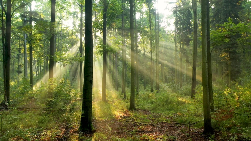 Beautiful sunlight in the forest Royalty-Free Stock Footage #1067721527
