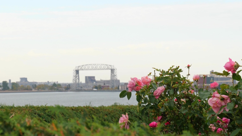 Pink rose blossoms on green bush in focus nearby and the iconic Duluth Minnesota Aerial Lift Bridge and water of Lake Superior out of focus in the distance on a cloudy fall day. Hand held clip.
