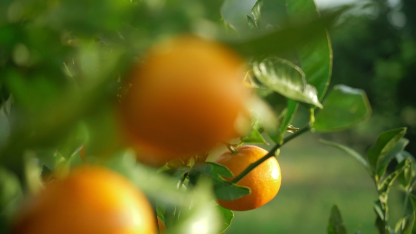 Ripe juicy sweet oranges on a tree in a citrus orchard, selective focus. mandarin, tangerin, oranges. fresh ripe fruits on the tree. | Shutterstock HD Video #1067726186