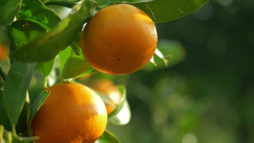 Ripe juicy sweet oranges on a tree in a citrus orchard, selective focus. mandarin, tangerin, oranges. fresh ripe fruits on the tree. Royalty-Free Stock Footage #1067726186