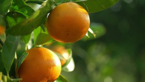 Ripe juicy sweet oranges on a tree in a citrus orchard, selective focus. mandarin, tangerin, oranges. fresh ripe fruits on the tree. Video Stok