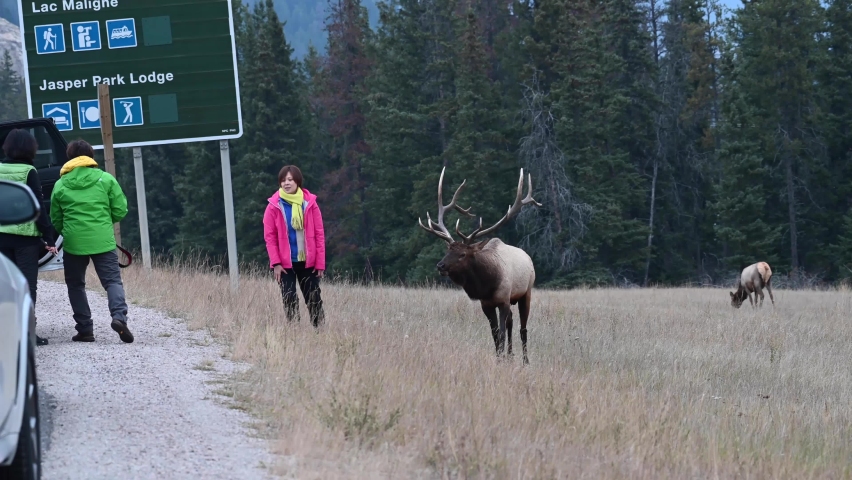 Elk in the Canadian Rockies