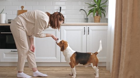 The female owner of the beagle dog training and treats her pet with a treat. Dog sitting at home on the floor near the window and executes commands. Mans best friend.