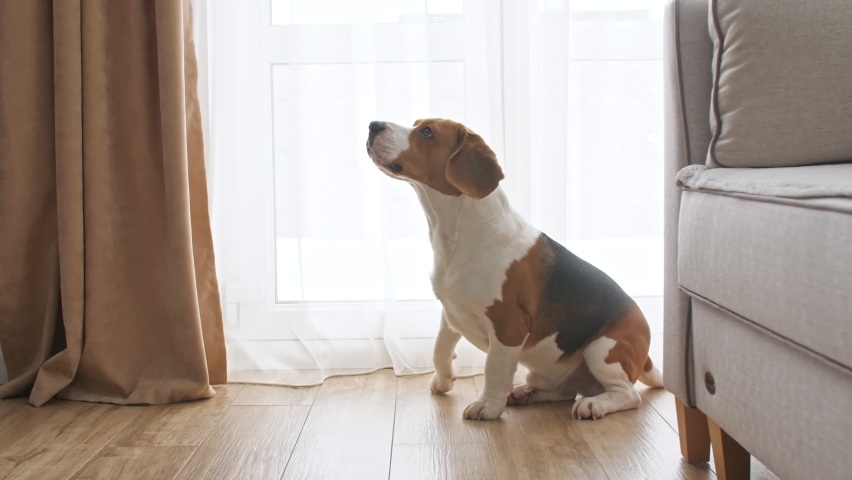 Dog Beagle sitting at home on the floor near the window and barks. Mans best friend. The puppy is resting. Royalty-Free Stock Footage #1067726588