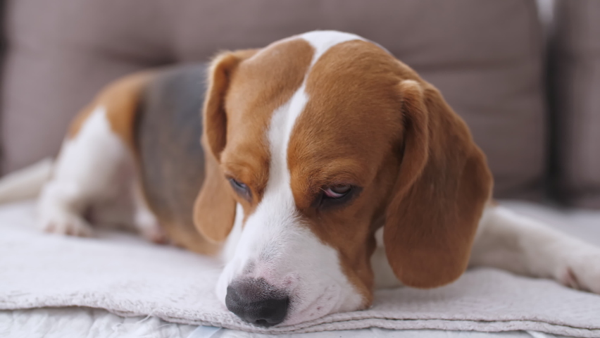Dog Beagle with sad eyes lies at home in the on the sofa. The puppy is resting. Mans best friend. Slow motion | Shutterstock HD Video #1067726594