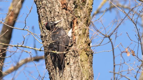 Black Woodpecker using its bill to dig for insects in a tree. (Dryocopus martius) Black Woodpecker female feeding	