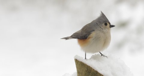 Tufted titmouse flying off and landing on a snowy perch