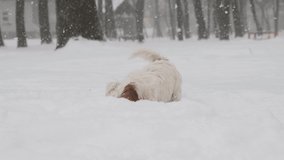 Adorable jack Russell dog playing in the snow. Winter time fun. slow motion video.  