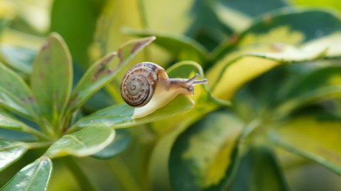 Wild life snail crawling on plant leaf on natural spring ecosystem,macro animal creature