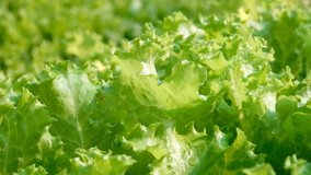 Close up of Fresh vegetable  organic, leaves salad, outdoor areas  with motion the short clip