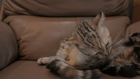 Scottish Fold Kitten licks herself on a brown leather chair.