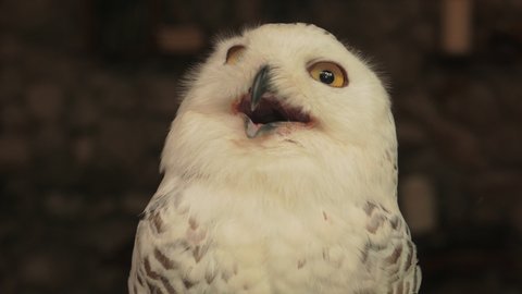 Snowy owl (Bubo scandiacus), also known as polar owl, white owl and Arctic owl. A threatened species native to the Arctic regions.