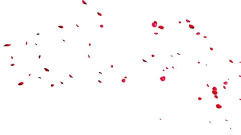 Group of Red Rose Petals floating in the air  from left to right isolated on white Background.  3D rendering with Alpha Matte.4K