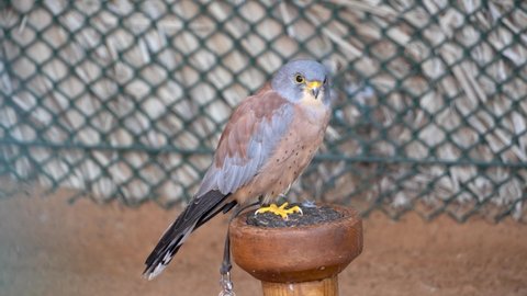 Lesser Kestrel (Falco naumanni) a small falcon or hawk close up in conservation center.