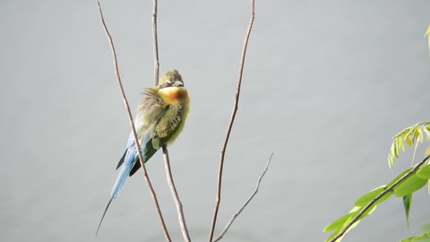 beautiful in nature scene of blue tailed bee-eater birds or merops philippensis bird perched on tree branch over water background in the lagoon