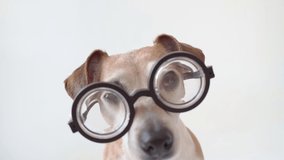 Adorable dog Jack Russell terrier in glasses face portrait on white background. Looking to the camera, sniff and lick. Cute funny smiling muzzle. video footage. Hugry pet waiting for food, treat snack