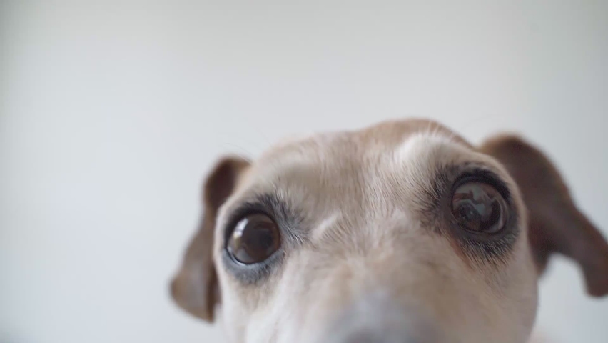 Hugry small funny dog licking screen. White backgrond. tongue out funny video footage. Adorable Pet Jack Russell terrier waiting for food. good appetite. nutrition theme. Close up. big nose Royalty-Free Stock Footage #1067745038