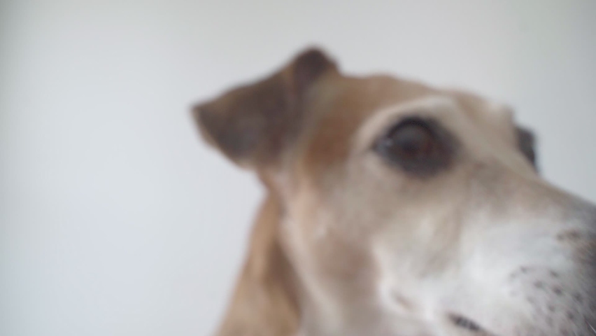Hugry small funny dog licking screen. White backgrond. tongue out funny video footage. Adorable Pet Jack Russell terrier waiting for food. good appetite. nutrition theme. Close up. big nose | Shutterstock HD Video #1067745038