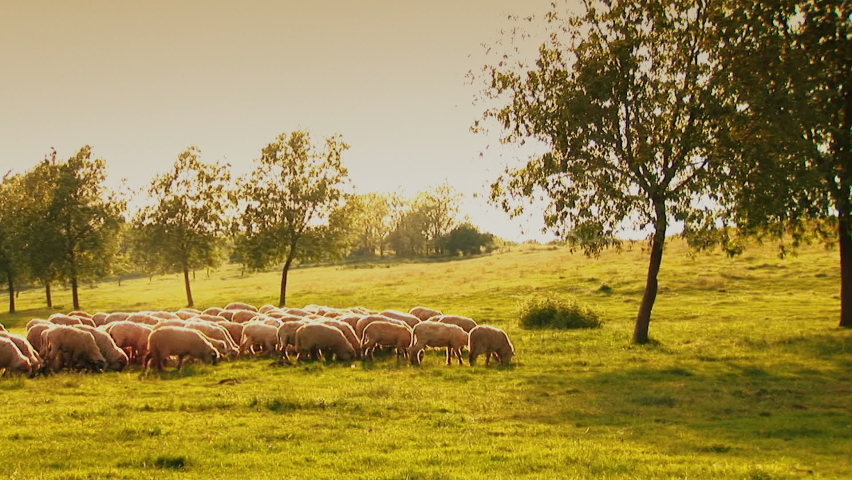 Lonely and anonymous shepherd with his flock of sheep in the meadow. Symbolic scene of Jesus Christ, the Good Shepherd. Royalty-Free Stock Footage #1067745857