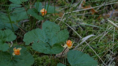 Ripe berry cloudberry, yellow berry northern forest camera in motion
