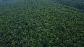 Breathtaking forest landscape with green trees in a cloudy day from above aerial footage