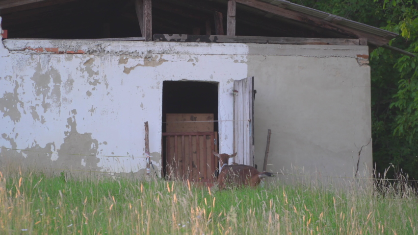 Goat with young in the domestic barn.