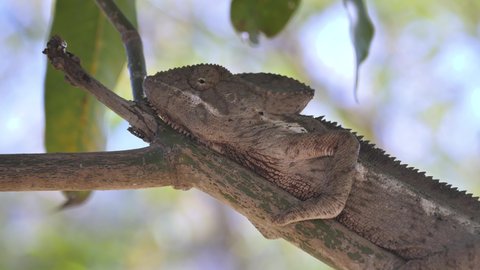 Pan shot of Giant Chameleon Hiding On Tree Branch, Madagascar