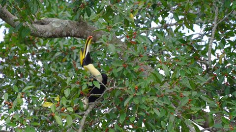 Wreathed Hornbilll Bar-pouched wreathed hornbill Eating fruit in the forest of Khao Yai National Park.