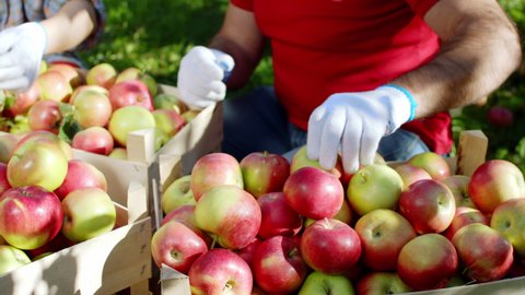 In the apple orchard group of seasonal workers selecting the apples from the wooden box concept of healthy food and organic fruits