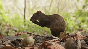 rats eating in the forest, perfect for your video