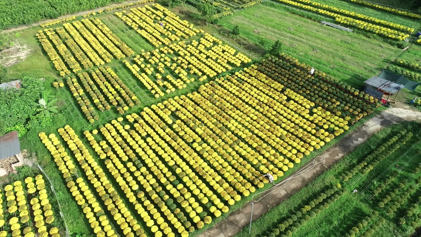An aerial view with a drone, a scene of a traditional flower growing village, in Cho Lach district, Ben Tre province, Vietnam, Asia. January 24, 2021.