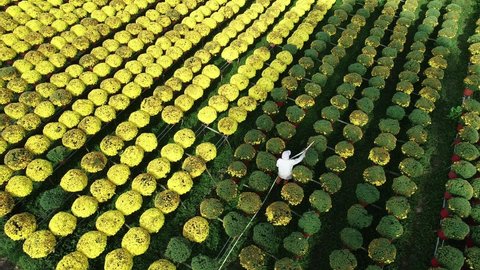 An aerial view with a drone, a scene of a traditional flower growing village, in Cho Lach district, Ben Tre province, Vietnam, Asia. January 24, 2021.