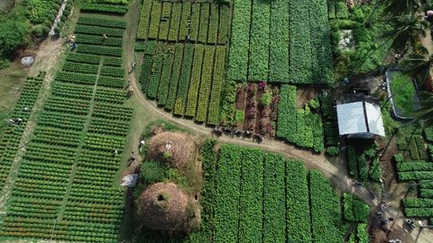 An aerial view with a drone, a scene of a traditional flower growing village, in Cho Lach district, Ben Tre province, Vietnam, Asia. January 24, 2021.