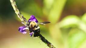 Video of bumblebee insect bug animal