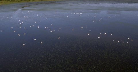 Aerial view of the wetland with the mute swans, Crna Mlaka, Croatia