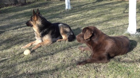 A german shepherd and a chocolate brown labrador retriever dog lying in the garden on the grass, watching, obedient