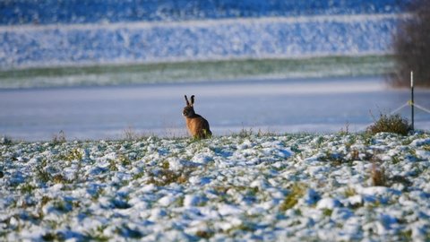 Brown field hare runs across a snow covered field near the Rhine high water Lepus europaeus