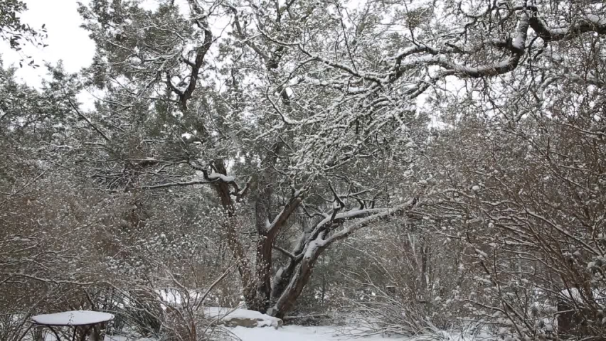 Peaceful snowy Texas hill country scene. Snow falling on trees in scenic yard. 17 seconds