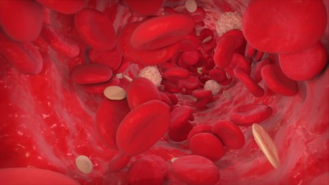 Inside Blood Vessel. Blood Stream inside Artery. Erythrocytes, Lymphocytes and Thrombocytes flow animation.