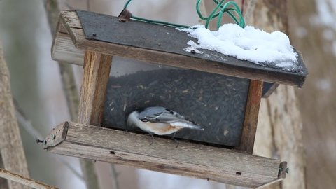 A white-breasted nuthatch at feeders in winter