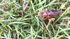 brown cricket running and playing on grass  (Brachytrypes portentous) is a type of insect in the grasshopper family. Can be used for food, species of cricket in its Asian genus. - Powered by Shutterstock - Get 15% off with code: PIKWIZARD15