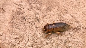 brown cricket running and playing on the ground  (Brachytrypes portentous) is a type of insect in the grasshopper family. Can be used for food, species of cricket in its Asian genus. - Powered by Shutterstock - Get 15% off with code: PIKWIZARD15